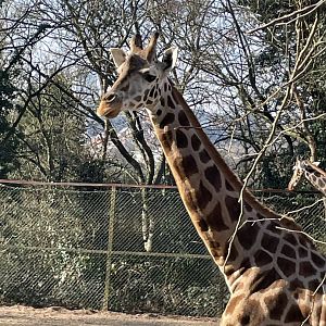 Female Giraffe, Kira