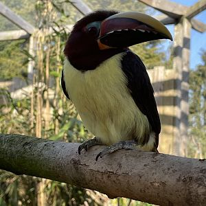 Green Aracari close-up