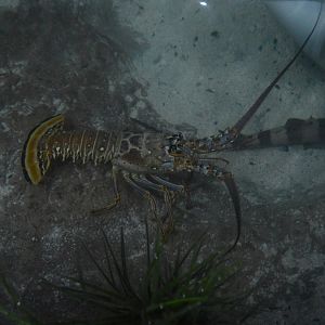 Wiseman Aquarium - Caribbean Spiny Lobster (Panulirus argus)