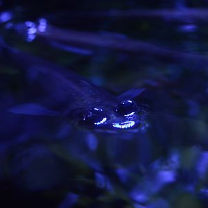 Wiseman Aquarium - Four-eyed Fish (Anableps anableps)