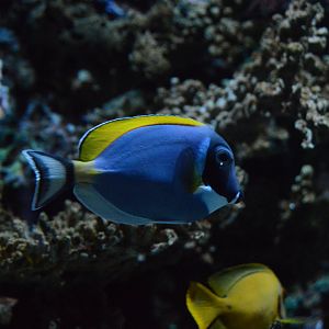 Wiseman Aquarium - Powder Blue Tang (Acanthurus leucosternon)