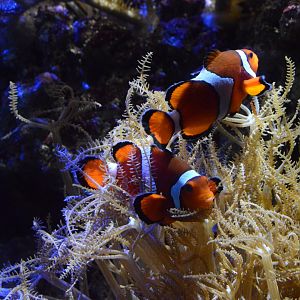 Wiseman Aquarium - Percula Anemonefish (Amphiprion percula)