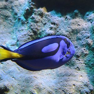 Wiseman Aquarium - Pacific Blue Tang (Paracanthurus hepatus)