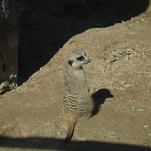Zoo - Meerkat (Suricata suricatta)