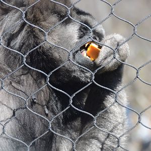 Zoo - Bella, the Javan Gibbon (Hylobates moloch)