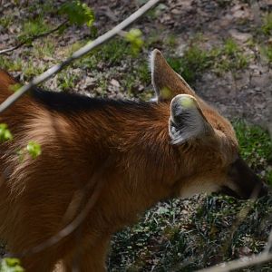 Zoo - Maned Wolf (Chrysocyon brachyurus)