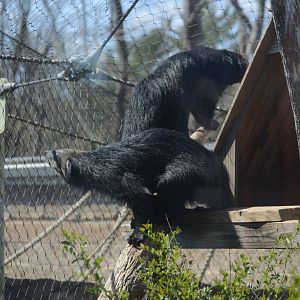 03/29/2024 - Binturongs (Arctictis binturong)