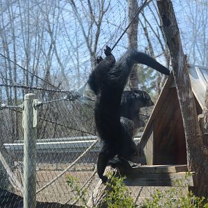 Zoo - Acrobatics Binturong