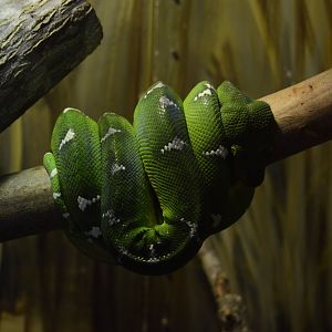 Discovery House - Emerald Tree Boa (Corallus caninus)
