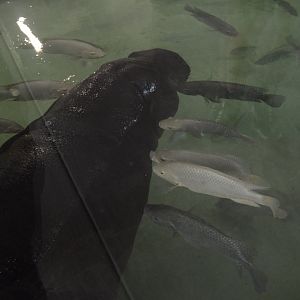 Revolution Ridge - Ralph's Tilapia Massage