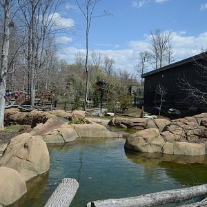Revolution Ridge - Pygmy Hippopotamus (Choeropsis liberiensis) Exhibit