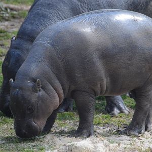Revolution Ridge - Pygmy Hippopotamus (Choeropsis liberiensis)