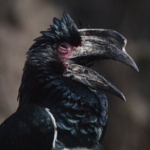 Zoo - Trumpeter Hornbill (Bycanistes bucinator)