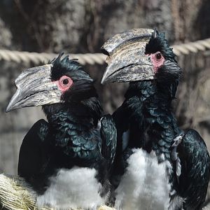 Zoo - Trumpeter Hornbills (Bycanistes bucinator)