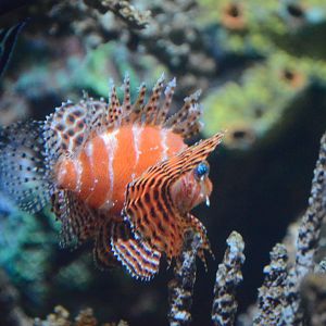 Wiseman Aquarium - Dwarf Lionfish (Dendrochirus brachypterus)?