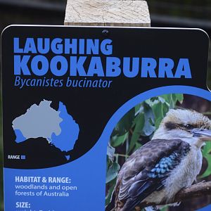 Zoo - New and "Improved" Signage for the Laughing Kookaburra (Dacelo novaeguineae)