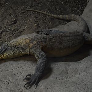 Prehistoric Passage - Hannibal the Komodo Dragon (Varanus komodoensis)