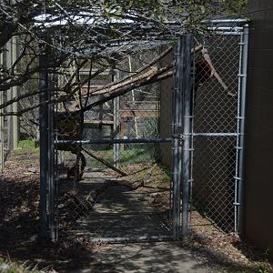 Zoo - Red Ruffed Lemurs (Varecia rubra) in off-exhibit pen.