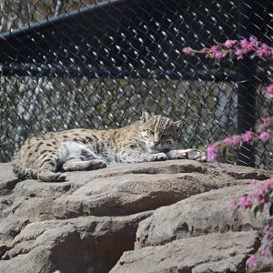 Revolution Ridge - Fishing Cat (Prionailurus viverrinus)