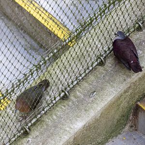 Santa Cruz Ground Dove （Pampusana sanctaecrucis）