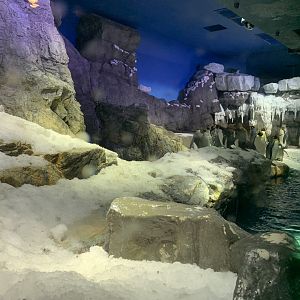Antartica Exhibit