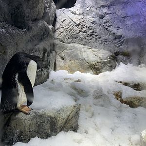 Gentoo Penguin