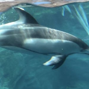Pacific White-sided Dolphin