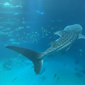 Whale Shark