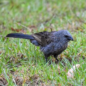 Apostlebird