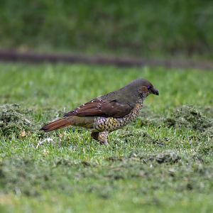 Satin Bowerbird