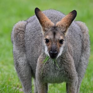 Red-necked Wallaby