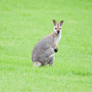 Red-necked Wallaby