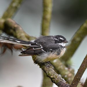 Grey Fantail