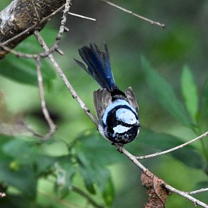 Superb Fairywren