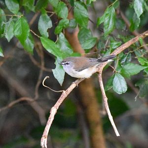 Brown Gerygone