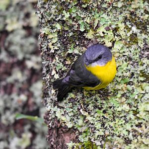 Eastern Yellow Robin