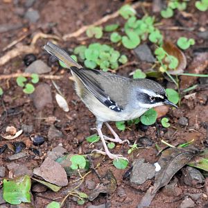 White-browed Scrubwren