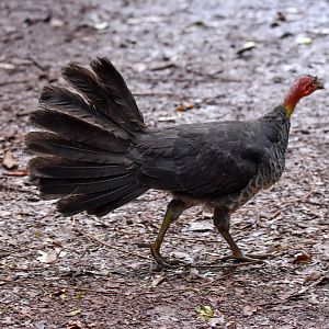 Australian Brush-Turkey