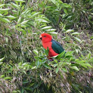 Australian King-Parrot