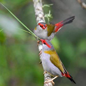 Red-browed Finches