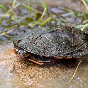Eastern Long-necked Turtle