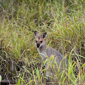 Red-necked Wallaby
