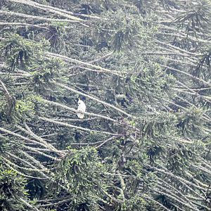 Sulphur-crested Cockatoos in Bunya Pines