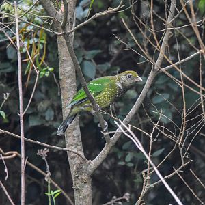 Green Catbird