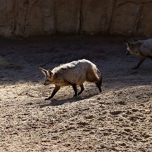 Bat-eared Fox