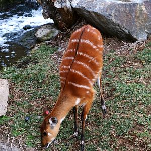 Sitatunga