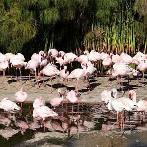 Lesser Flamingo Flock