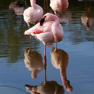 Lesser Flamingo