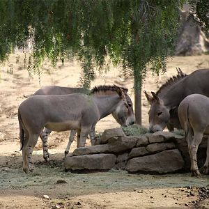 Somali Wild Ass