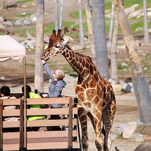 Giraffe Feeding